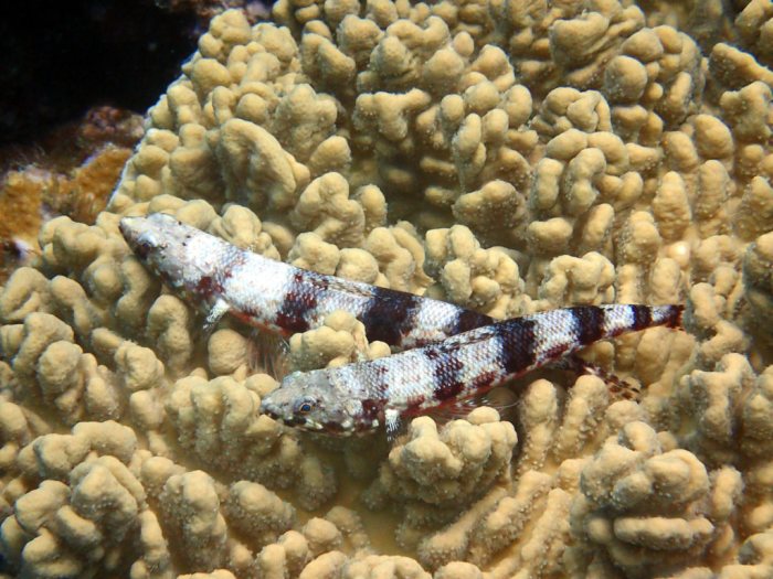 Synodus binotatus