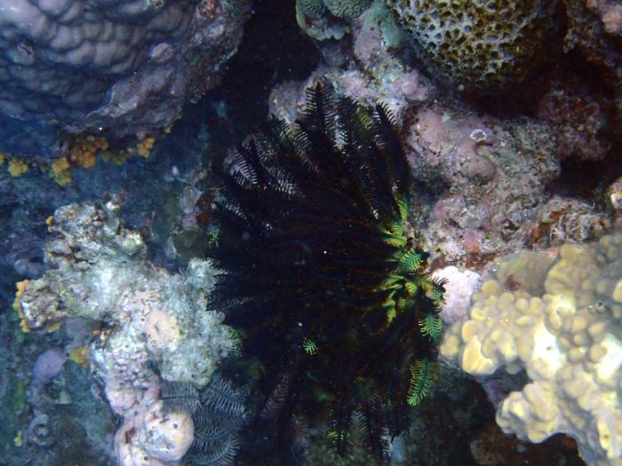 Crinoïde