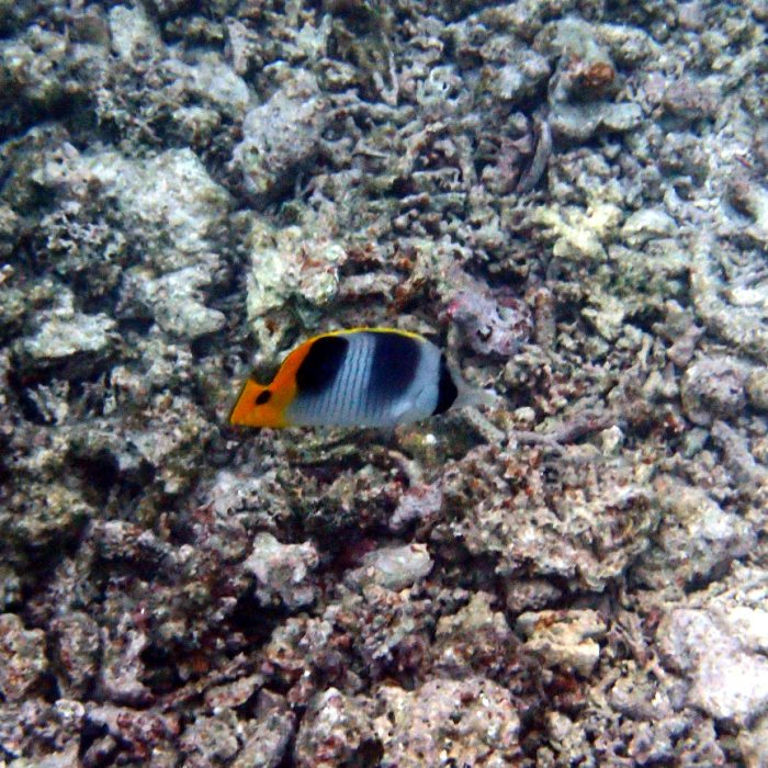 Chaetodon ulietensis