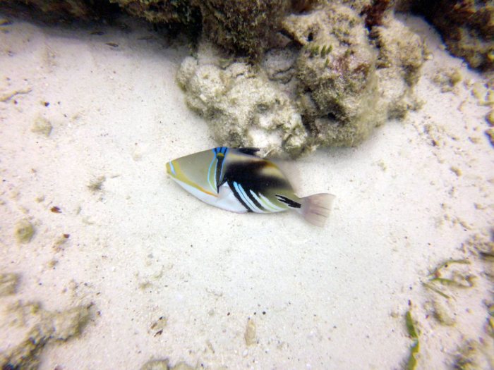 Rhinecanthus aculeatus