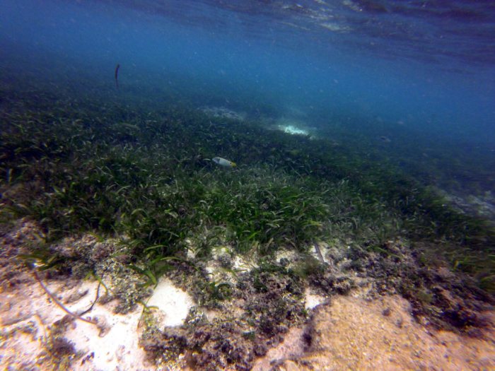 Halichoeres trimaculatus
