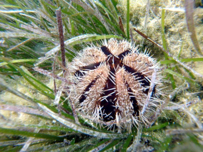 Tripneustes gratilla