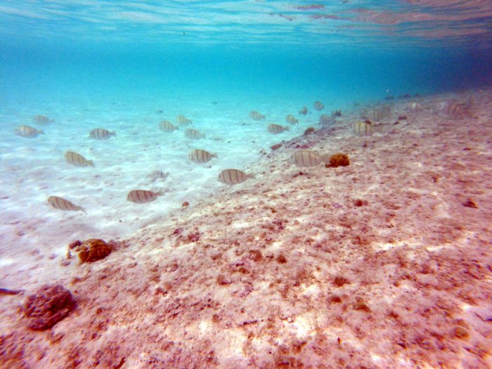 Acanthurus triostegus