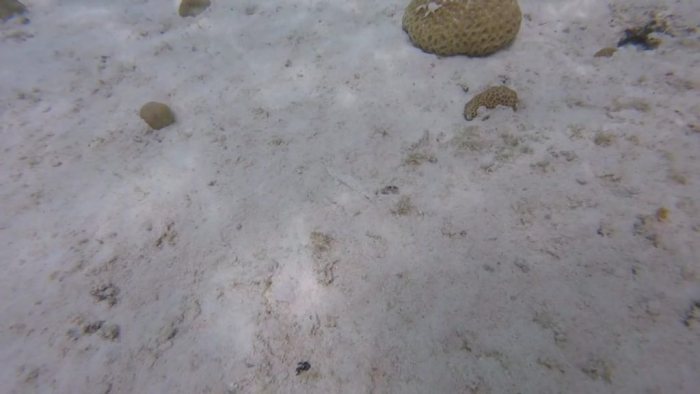 Callionymus rivatoni