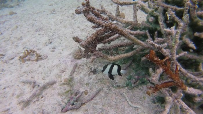 Dascyllus aruanus