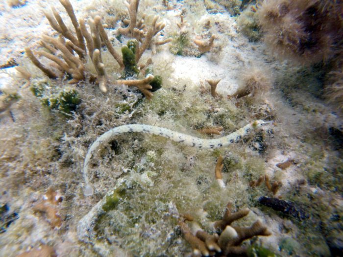 Corythoichthys haematopterus