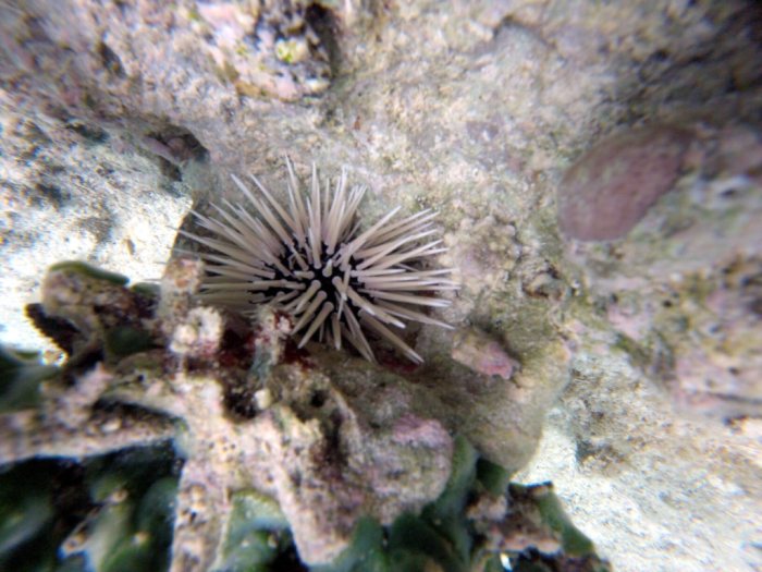 Echinometra mathaei