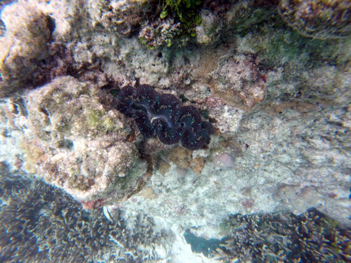 Bénitier