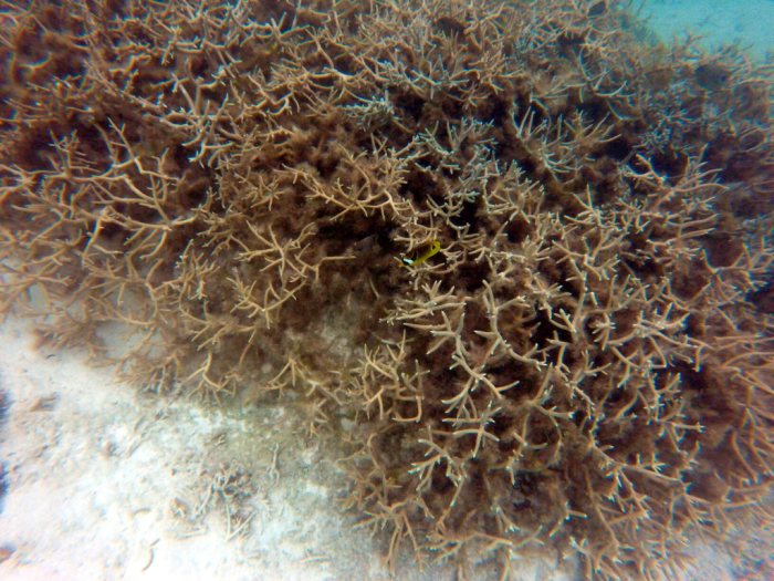 Chaetodon lunula