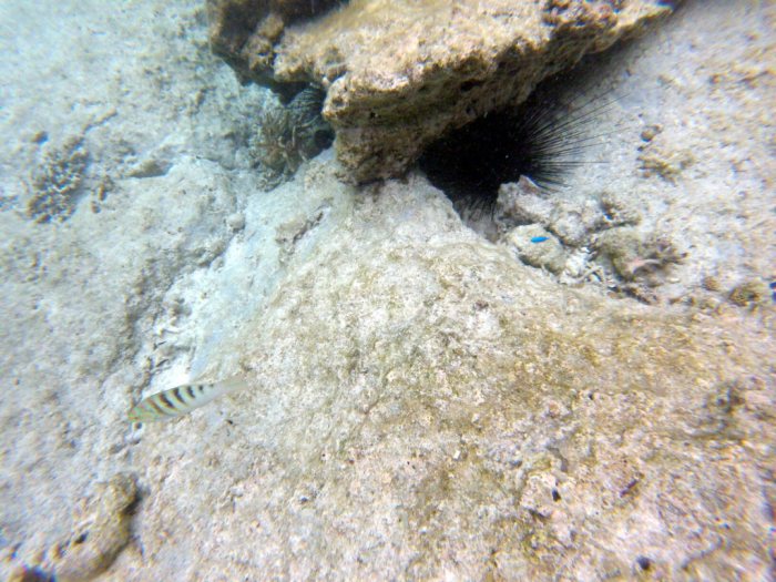 Thalassoma hardwicke