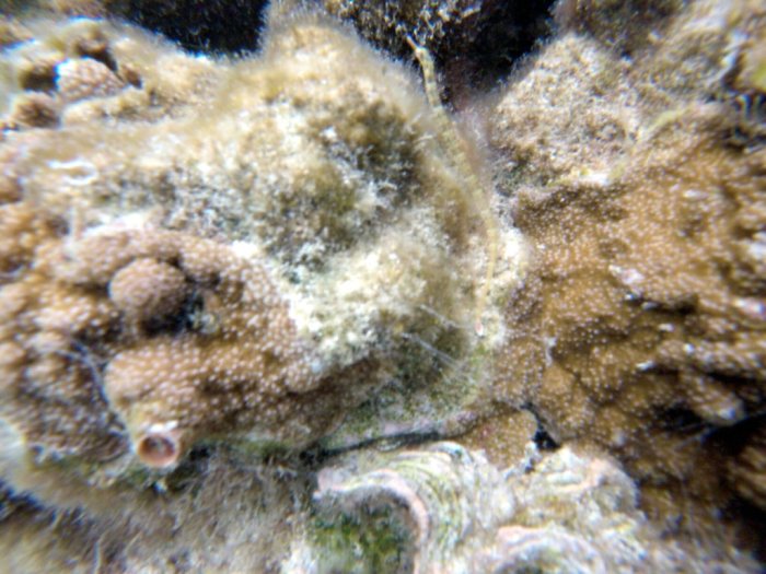 Corythoichthys haematopterus