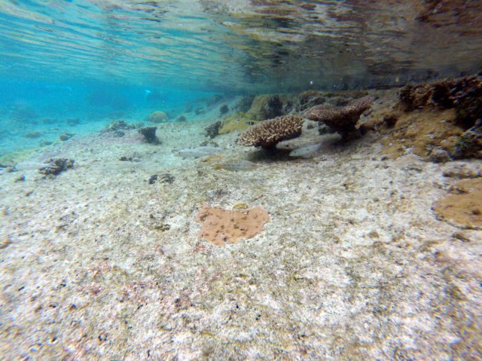 Thalassoma purpureum