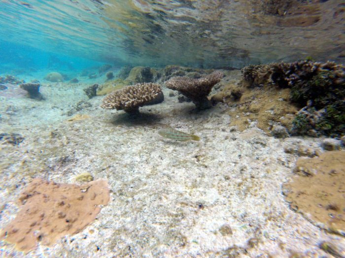 Thalassoma purpureum
