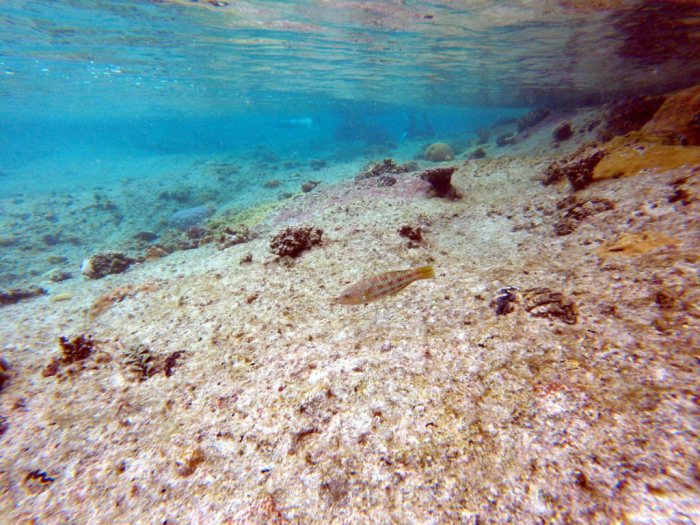 Thalassoma purpureum