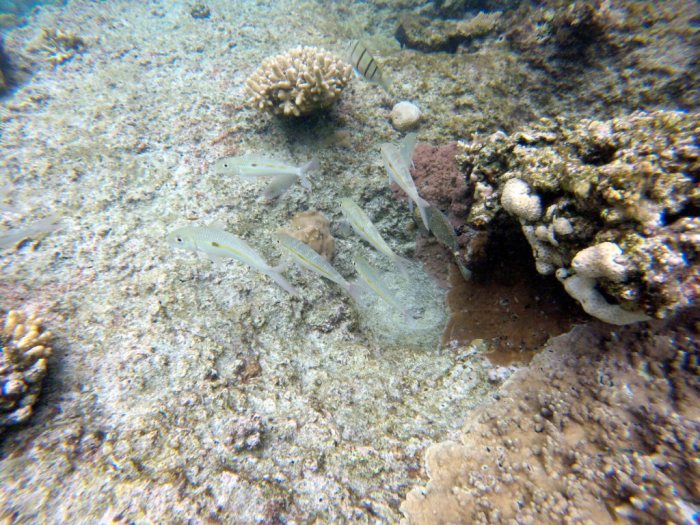Mulloidichthys flavolineatus