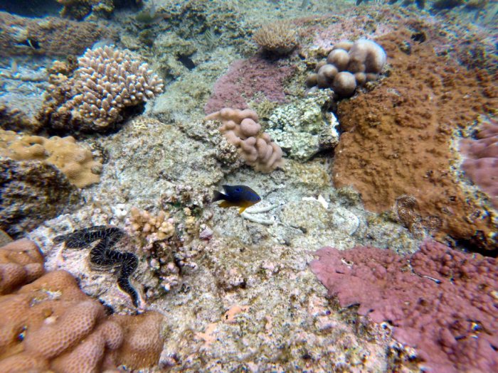 Neoglyphidodon polyacanthus
