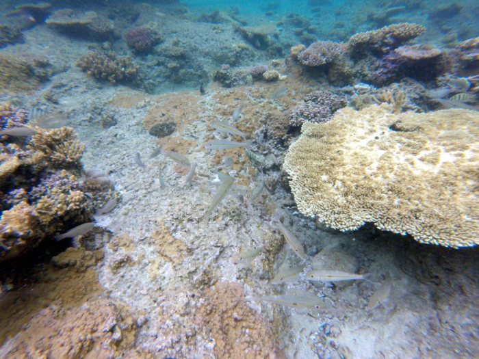 Mulloidichthys flavolineatus
