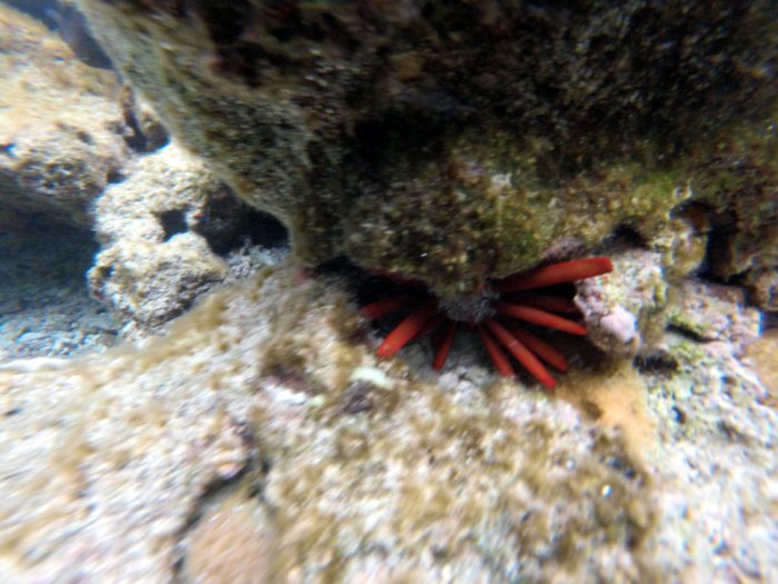Heterocentrotus mammillatus