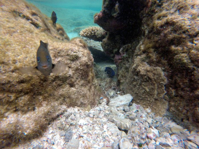 Pomacanthus imperator