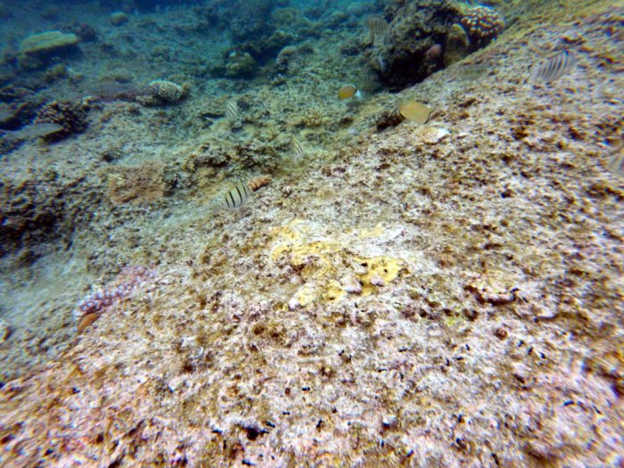 Acanthurus triostegus