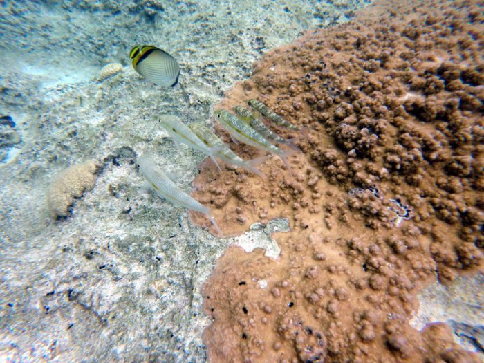 Mulloidichthys flavolineatus