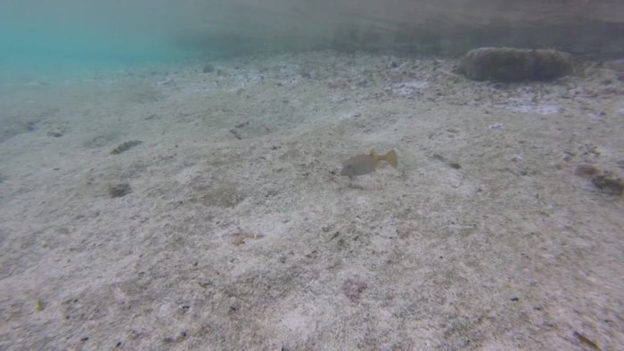 Ostracion cubicus