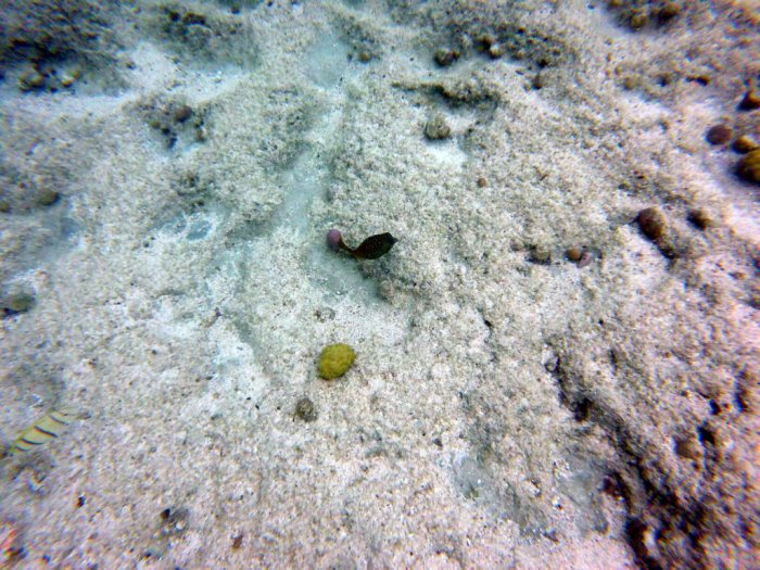 Ostracion cubicus