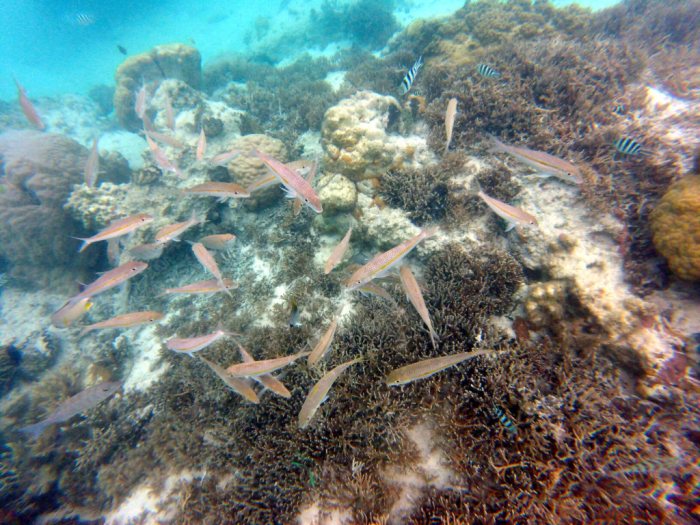 Mulloidichthys flavolineatus