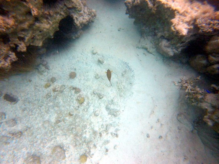 Ostracion cubicus
