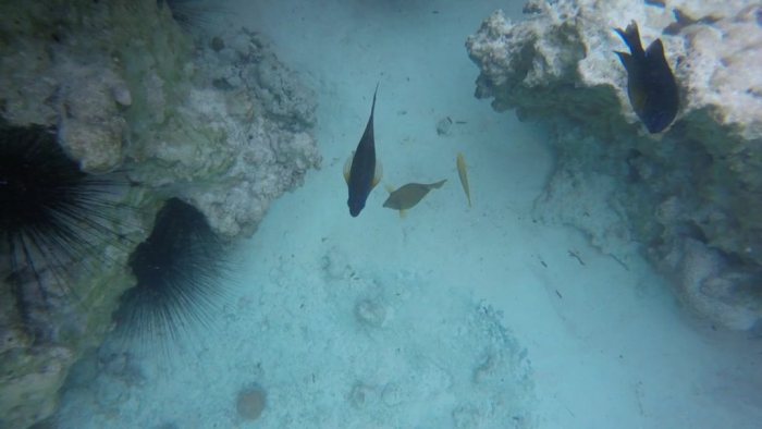 Ostracion cubicus