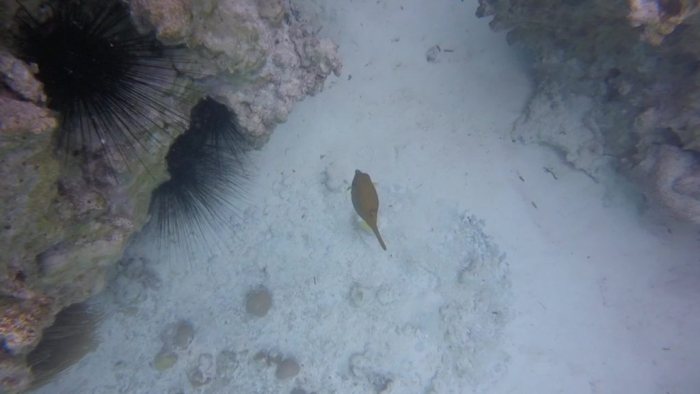 Ostracion cubicus