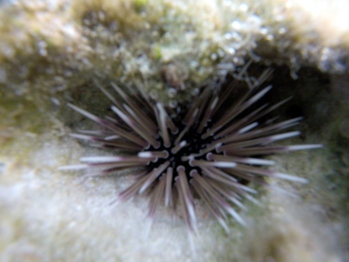 Echinometra mathaei