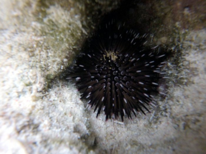Echinometra mathaei