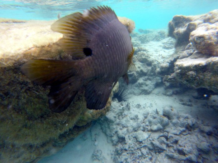 Stegastes nigricans