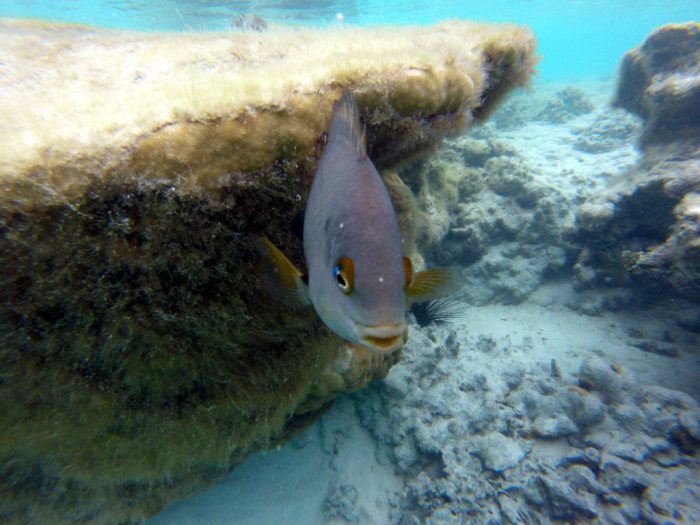 Stegastes nigricans