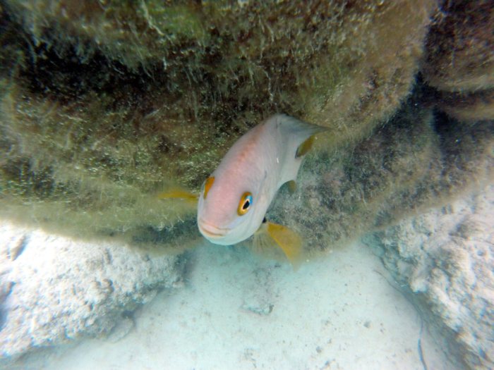 Stegastes nigricans