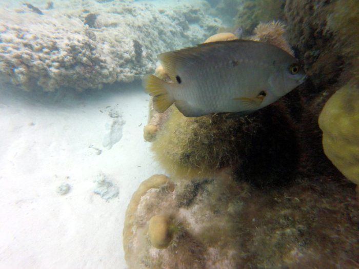 Stegastes nigricans