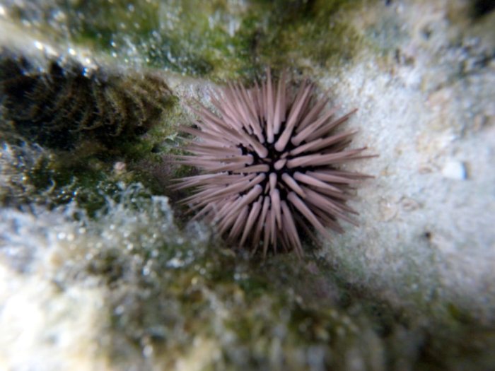 Echinometra mathaei