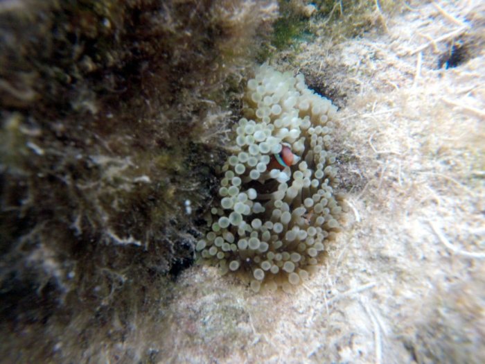 Amphiprion melanopus