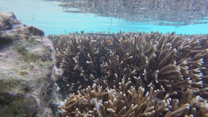 Ostracion cubicus