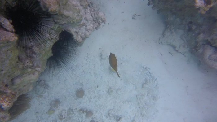 Ostracion cubicus
