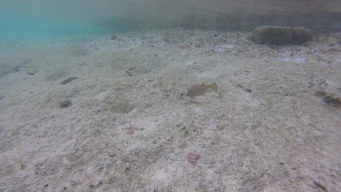 Ostracion cubicus
