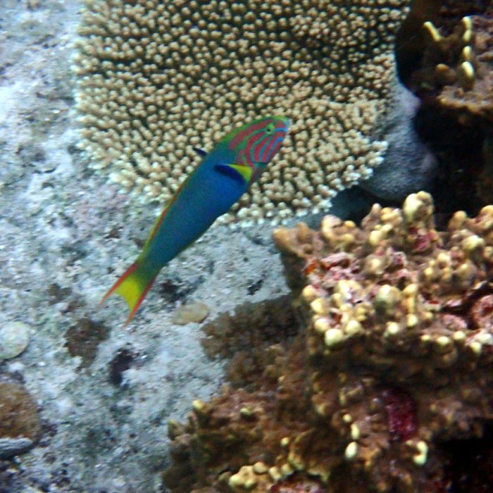 Thalassoma lutescens