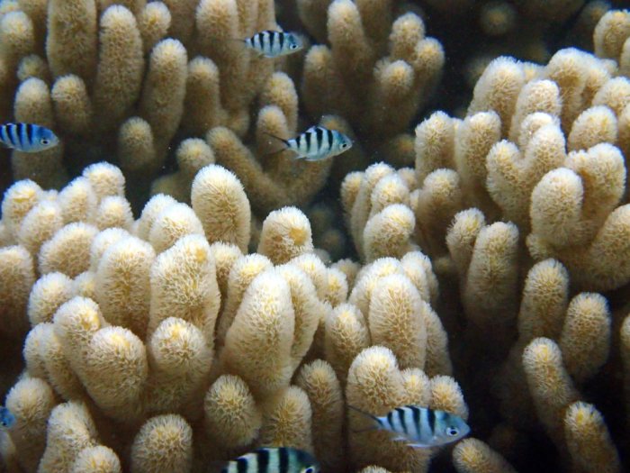 Abudefduf sexfasciatus