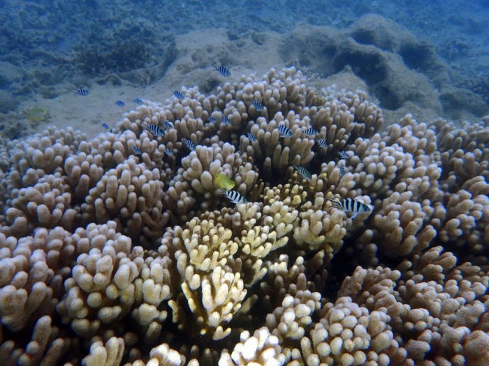 Abudefduf sexfasciatus