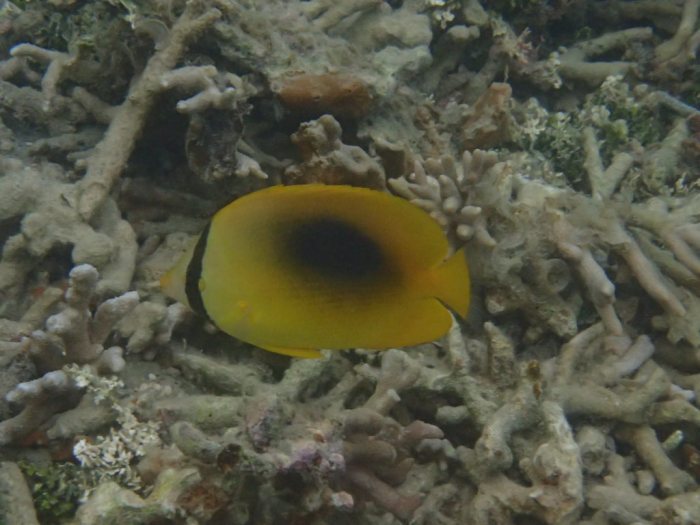Chaetodon speculum