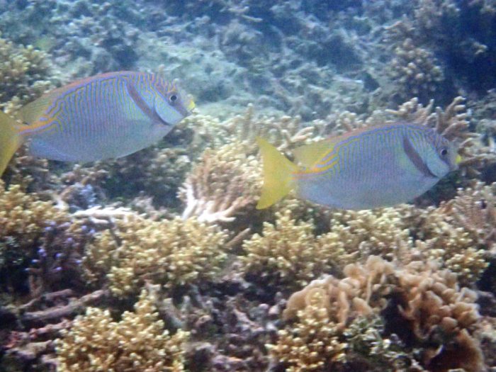 Siganus doliatus