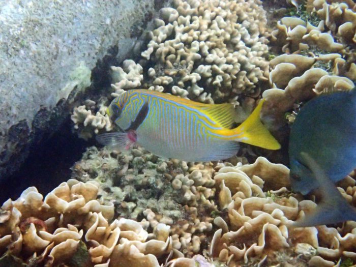 Siganus doliatus