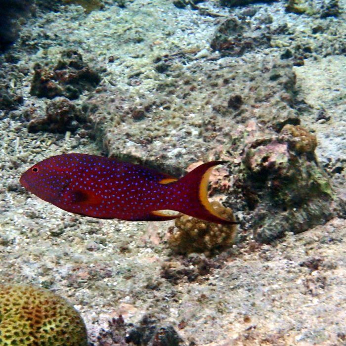 Variola louti