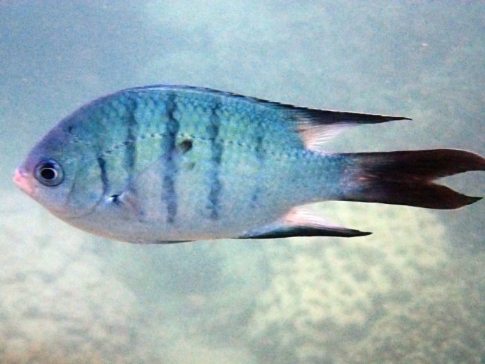 Abudefduf whitleyi